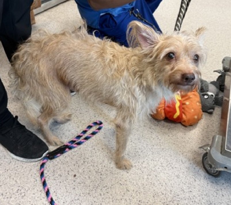 MorgFairsdogs's tweet photo. Toby 236588
#NewDogontheBlock #NYCACC #RescueOnly #SaveOurSeniors
A cute 16.7 lb, 10 yr old boy
Highly fearful
Refuses to exit kennel
Has New Hope Only rating due to fear
Save Toby!
https://t.co/aIrxbsIGaQ
#Pledge4Rescue #foster #adopt https://t.co/tSWvoQEXoT