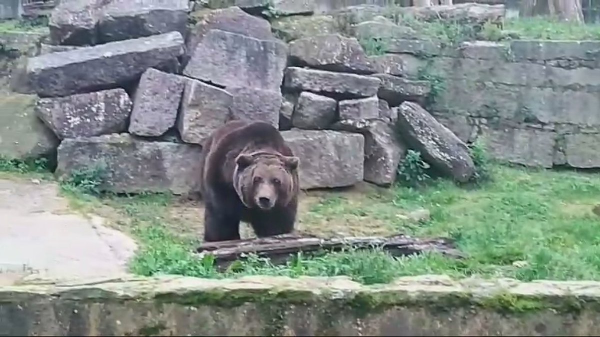 G24Noticias's tweet photo. SOCIEDADE
Falece Carmo, o último oso do antigo VigoZoo 👉https://t.co/0UP6wTEHD7 https://t.co/JJmcM6djU7