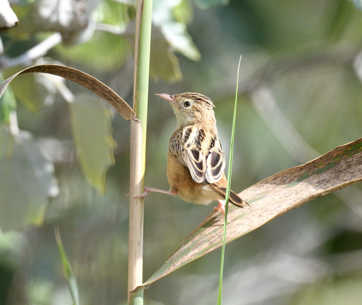 #ZittingCisticola always great to see these delightful little birds #EbroDelta #Spain