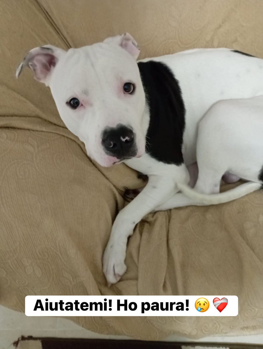 Ricevo,Rinuncia di proprietà 
Simba cerca casa ‼️Amstaff
di 1 anno e mezzo,equilibrato
ben socializzato sia con persone adulte che con bambini.Abituato in casa,chip vaccini,diamogli una possibilità prima che finisca nelle mani sbagliate o in canile.Campania
whatsapp 338 131 7800