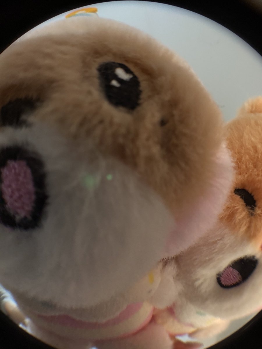 어안렌즈 샀어 !!!  
너무귀엽지 초인종 누르는 느리비니얌 

거기 계세여…?             업나바 그냥 가자….