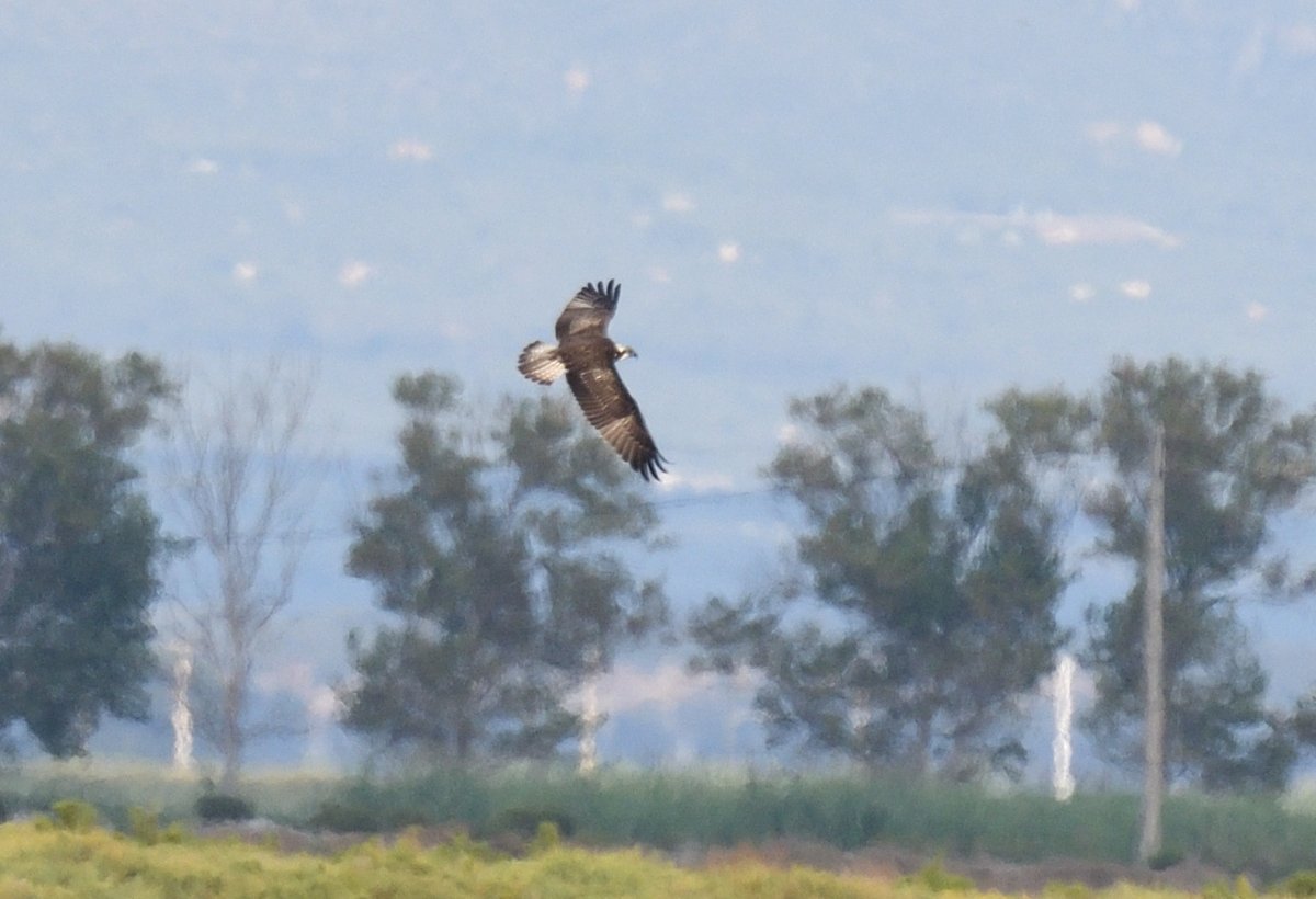 JoKingDevon's tweet photo. Nice to see a distant #Osprey this morning #EbroDelta #Spain https://t.co/FE5ZpZLi6K