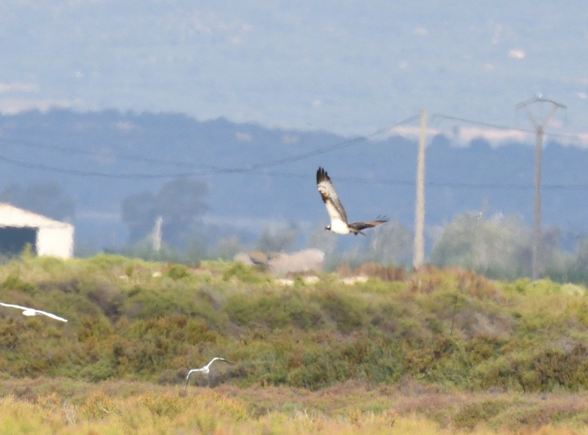 Nice to see a distant #Osprey this morning #EbroDelta #Spain
