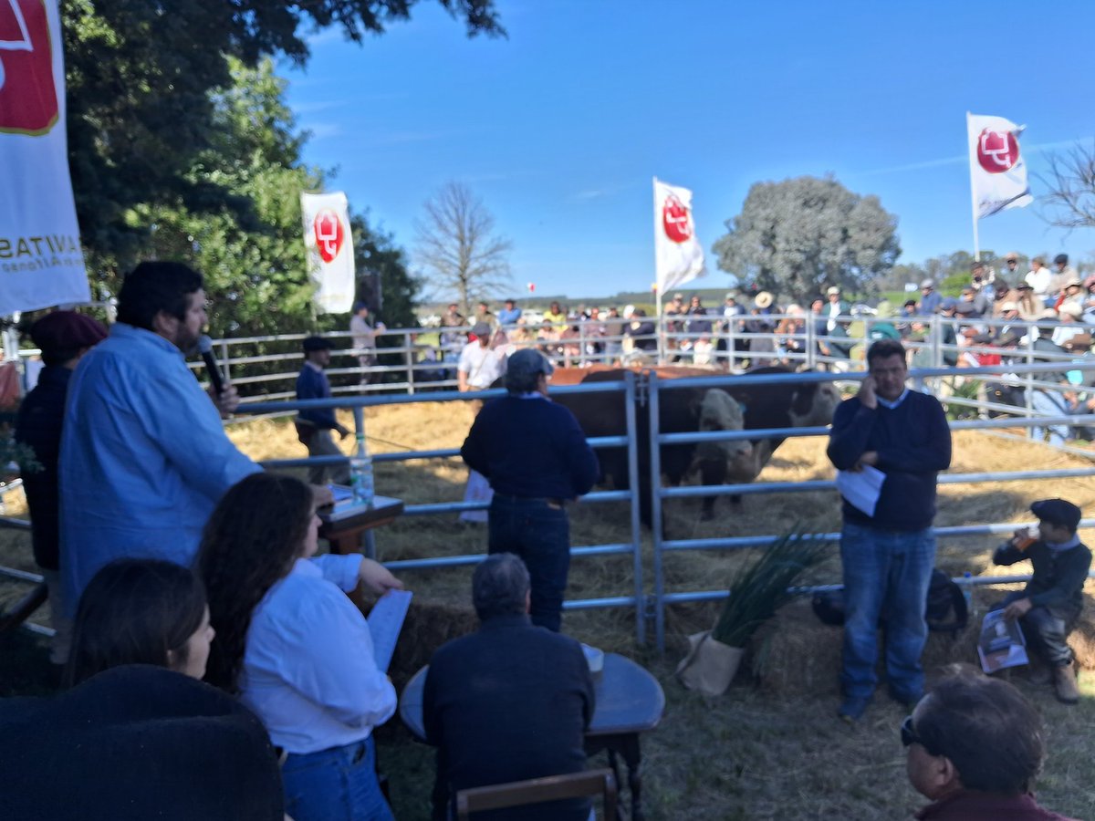 En 79200 dolares se valoro en toro de Las Anitas del que se vendio el 50% en el arranque del remate