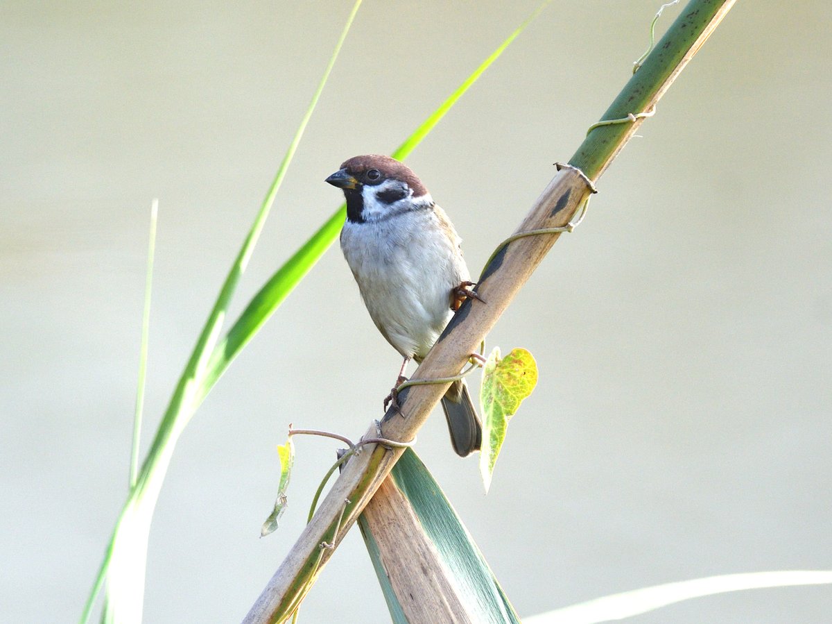 So many #TreeSparrows seen on this trip #Spain