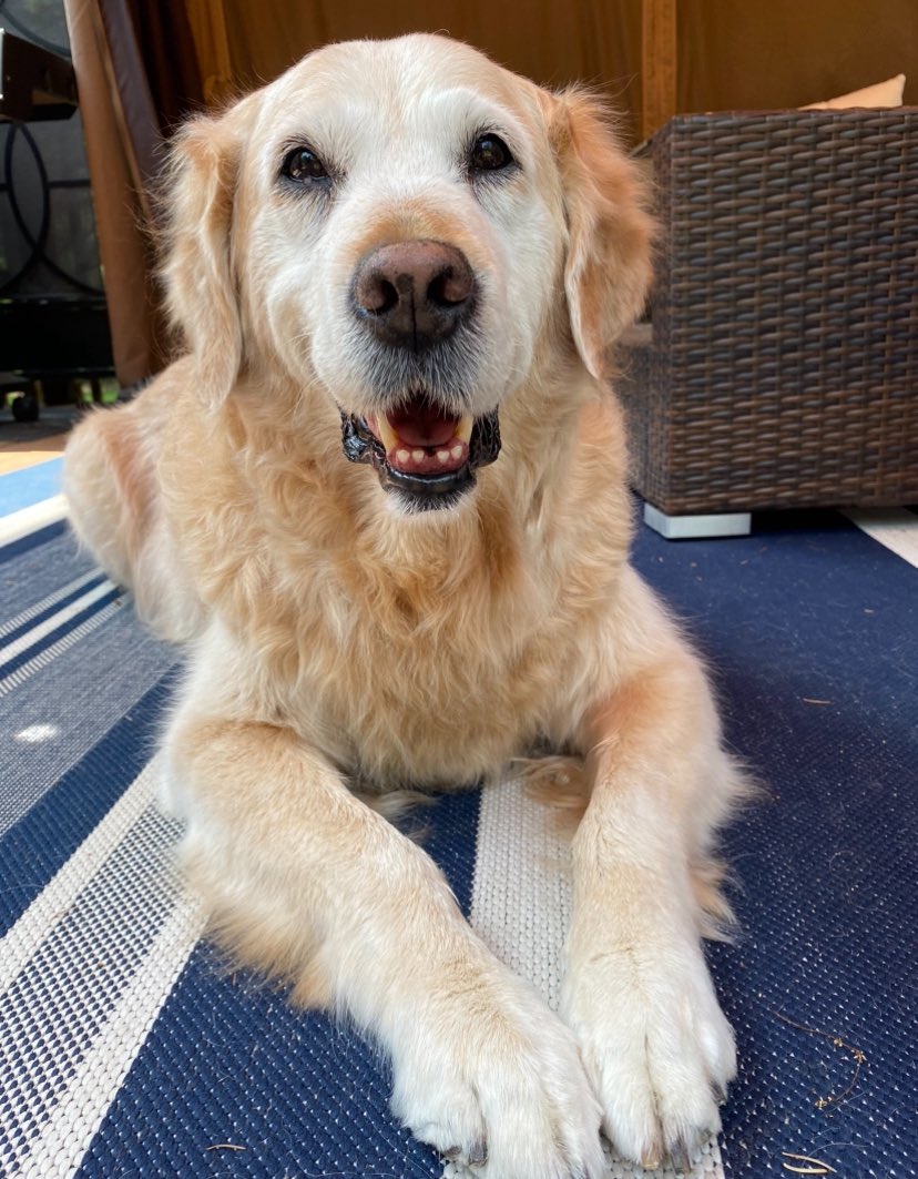 I’m heartbroken to announce that this morning, just after 10am, our sweet Sadie crossed the rainbow bridge. 💔

She came to us as a rescue, and was one heck of a fighter. We will miss seeing her big bright smile and backyard rollies. 

Run free, sweet girl. We love you. 
🌈🐾❤️