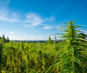 Organic Marijuana Farming: Tips for Beginners medicalmarijuanapages.com/organic-mariju…