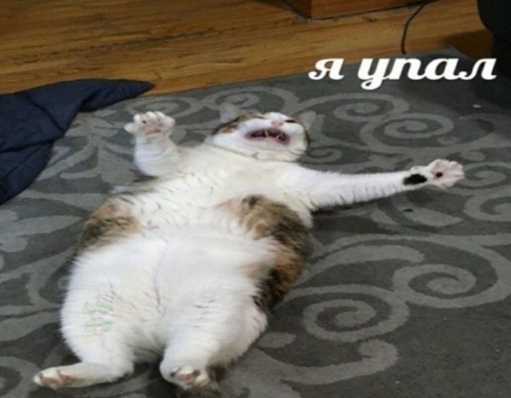 ann_lipwig's tweet photo. Моя любимая табличка – с котиком, который падал. Она страшно неправильная, но забавная. Какое время использовать для этого мема, если переводить грамотно? Ответ в следующем твите. https://t.co/erEP3yxu4J