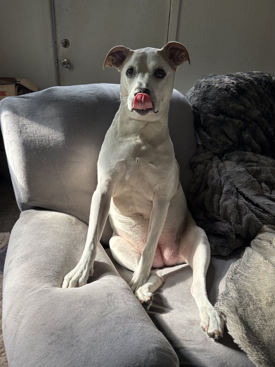 Still don’t have access to my main account so if you see this please follow this account if you were following my main! 

Also if you could kindly repost this I would appreciate it. Lilly and Zelda would too!