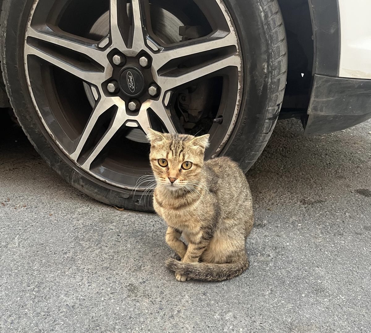 Özlem 🐾 (@ozlemeyin) on Twitter photo Bu yavrucak hala yuva arıyor.
Cins isteyenler neredesiniz?
Kırık kulaklı dünyalar güzeli üstelik cana yakın bir kedi. Naif bir kız dışarıda yapamaz. Önümüz de kış bu cana yuvanızı açar mısınız? 🙏
İstanbul
<a href="/patiarkadas/">Pati Arkadaş</a> <a href="/masum_gozler/">Masum Gözler</a> <a href="/omer_art4/">Ömer</a> <a href="/bellwar_34/">Turan Kaya</a> Bu yavrucak hala yuva arıyor.
Cins isteyenler neredesiniz?
Kırık kulaklı dünyalar güzeli üstelik cana yakın bir kedi. Naif bir kız dışarıda yapamaz. Önümüz de kış bu cana yuvanızı açar mısınız? 🙏
İstanbul
<a href="/patiarkadas/">Pati Arkadaş</a> <a href="/masum_gozler/">Masum Gözler</a> <a href="/omer_art4/">Ömer</a> <a href="/bellwar_34/">Turan Kaya</a>