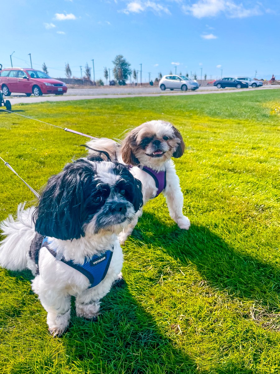 Meet dynamic duo, Smokey and Bandit who were out on a walk at the Port of Everett's Waterfront Place. Check out those leashes – nice job!
Send us your #PortPaws photo for a chance to be featured on the Port’s social media by commenting below or sending us a direct message.