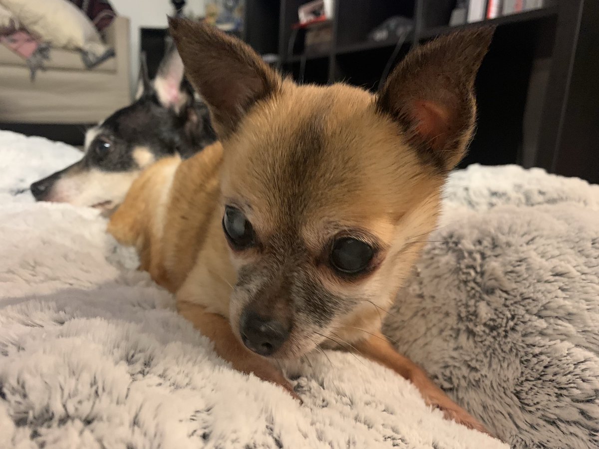 Thank you to all who reached out since Daisy passed, or who came to her little memorial stream. She had an impact on so many people in the community. Me and Lucy are trying to find our semblance of normalcy and you have given us great comfort during this time, we love you 🫂🩷