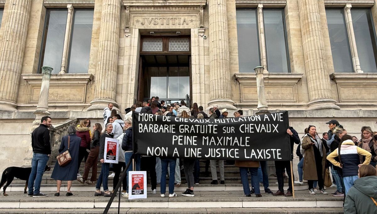 Chevaux mutilés en Seine-Maritime : cinq ans de prison requis pour l'unique prévenu
➡️ l.ici.fr/H11