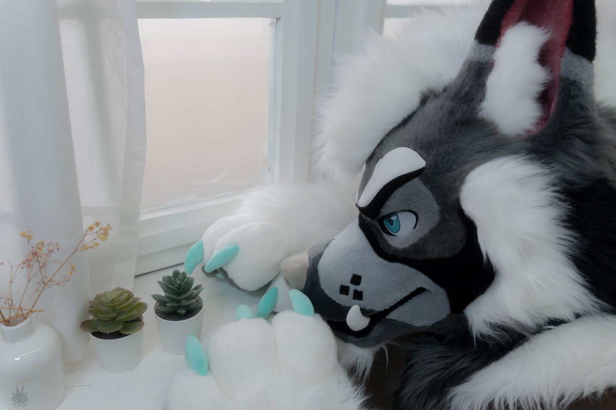 《多肉植物を見つめる多肉の獣》🌱🐺
A fluffy “succulent animal” admiring a succulent plant.

📷:<a href="/Take82168451/">Hoshita Kesora 竹子 🐾UTFG</a> 
#FursuitFriday
#Fursuit