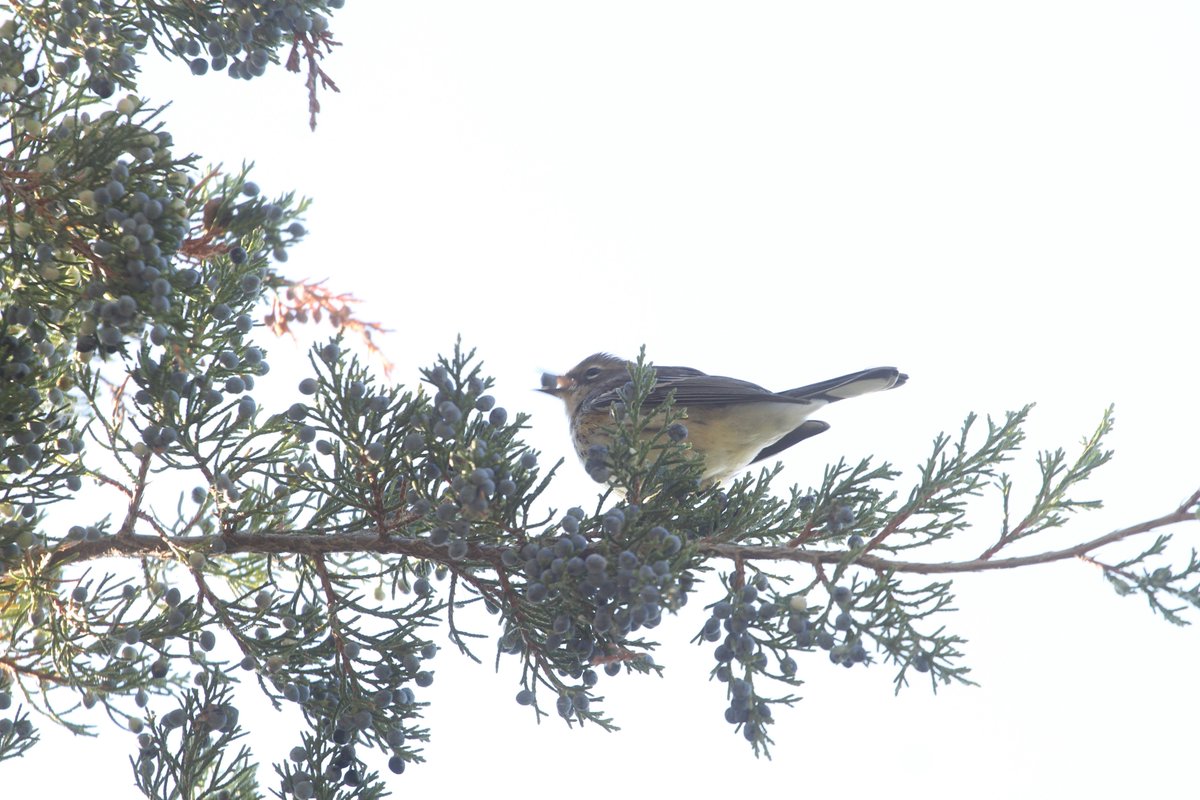 Yellow-Rumped Warbler juggling his food, juniper berries, in City of Kawartha Lakes. <a href="/KawarthaConserv/">KawarthaConservation</a>