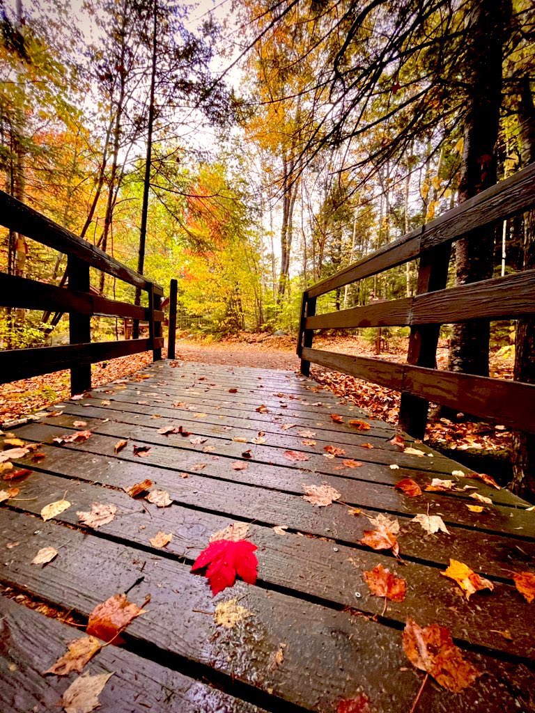 milesaway25's tweet image. Places I go…

Where every turn is painted in gold, fire, and fading green. 
#Kancamagus #Fallcolors #milesaway 
#fallcolor
#milesaway25 #Fall2025 #NewHampshire