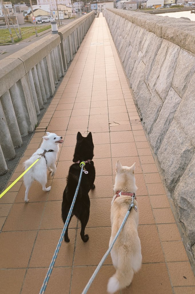 S68638311's tweet image. いつも、ちょっと前に出たがるのは末っ子！
#ミックス犬きなこ（長女）
#甲斐犬もなか（次女）
#スピッツすあま（三女）