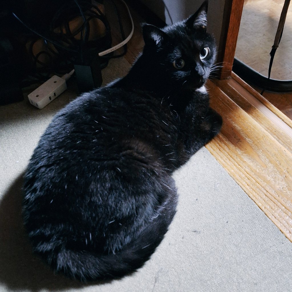 ちび猫※プロフ全文必読※2508W4-1 ちび猫※プロフ全文必読※2508W4-1 ちびとぼく（1） (バンブー