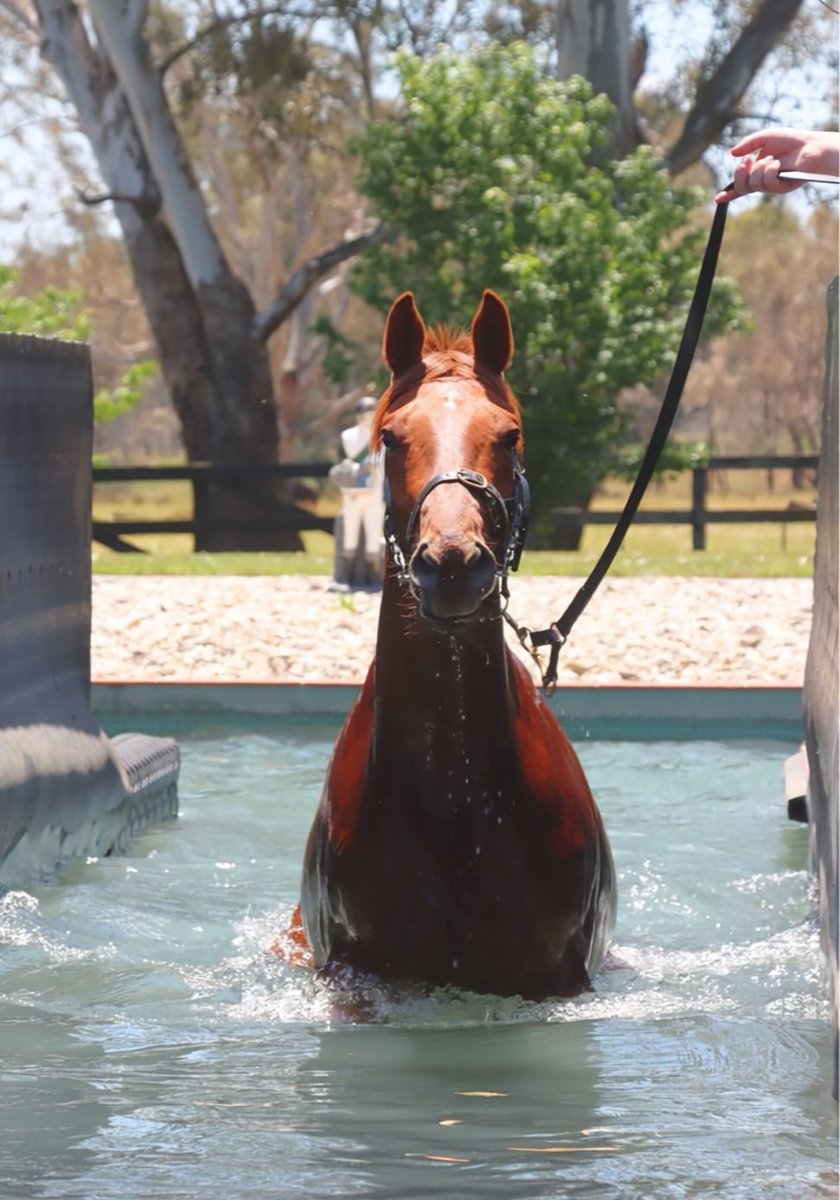 SimmsTroy78's tweet image. 🛫 🛫🛫 Sydney bound to watch our boy Rise At Dawn in the Group 2 Shannon stakes at Rosehill. 
Cmon RAD 🐎💨💨💨 #rosehill 
#shannonstakes