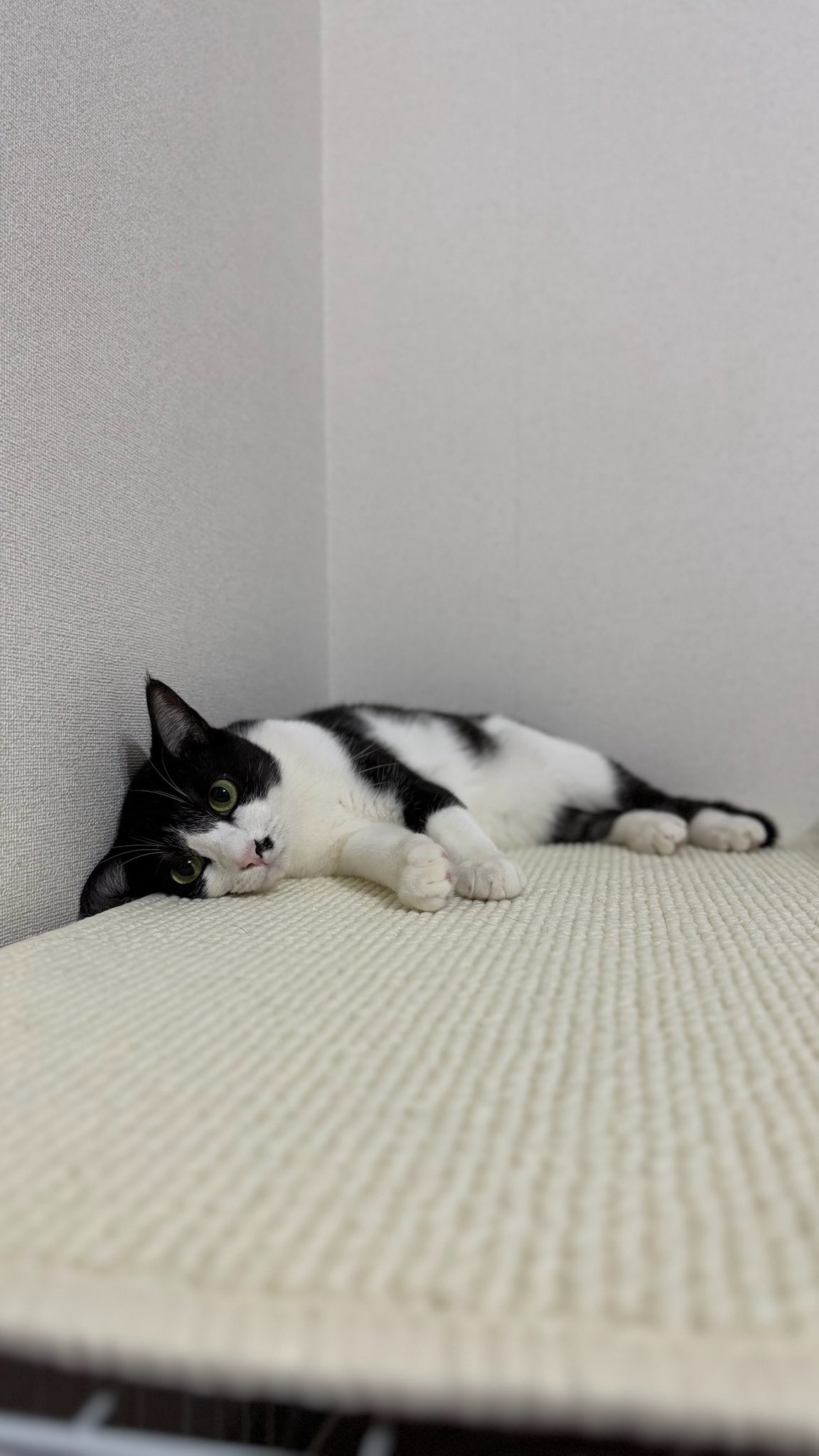 ねねこ ねねこ。₍˄·͈༝·͈˄₎◞︎ (@Neko_ni_Hitsuji) / X