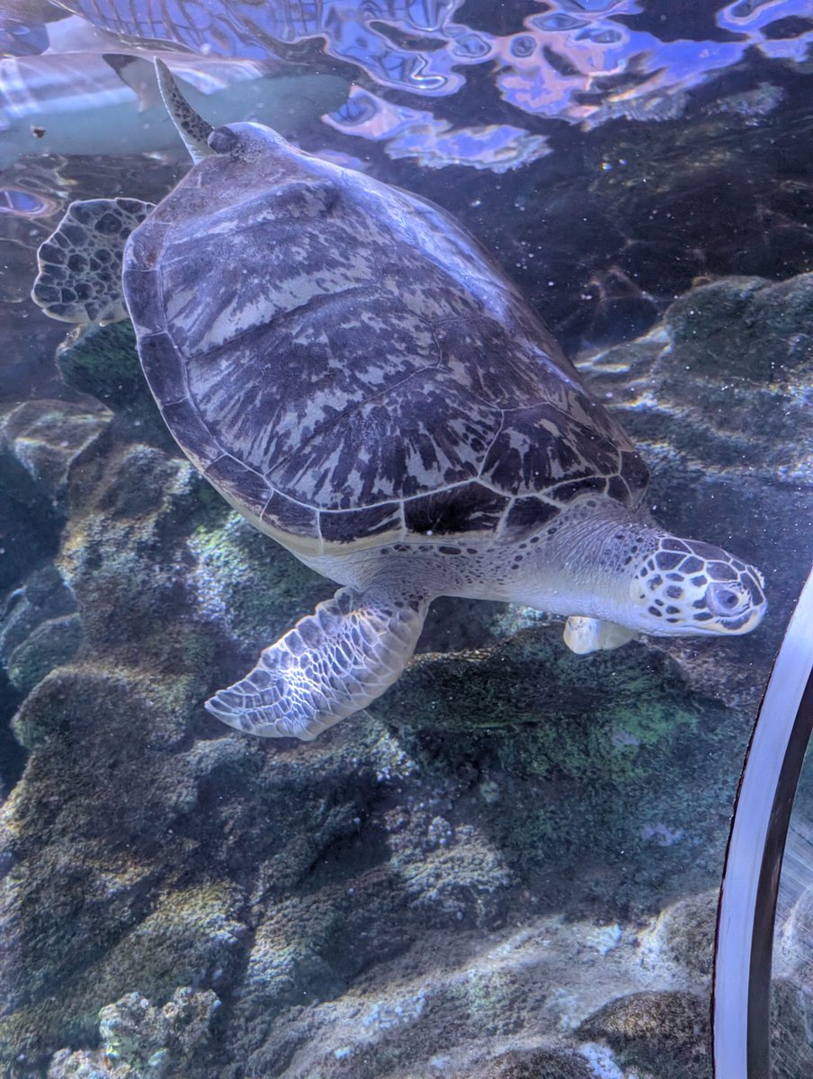 Nice family trip to the aquarium today