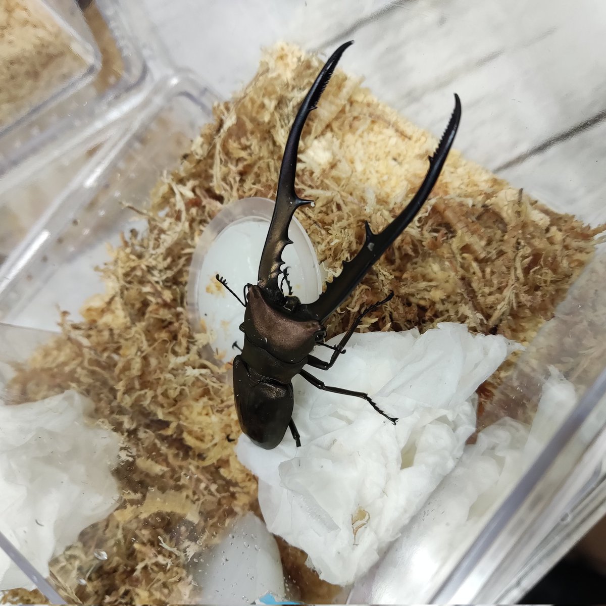 カブクワshopｰMKｰ (@shop_MK_) / X