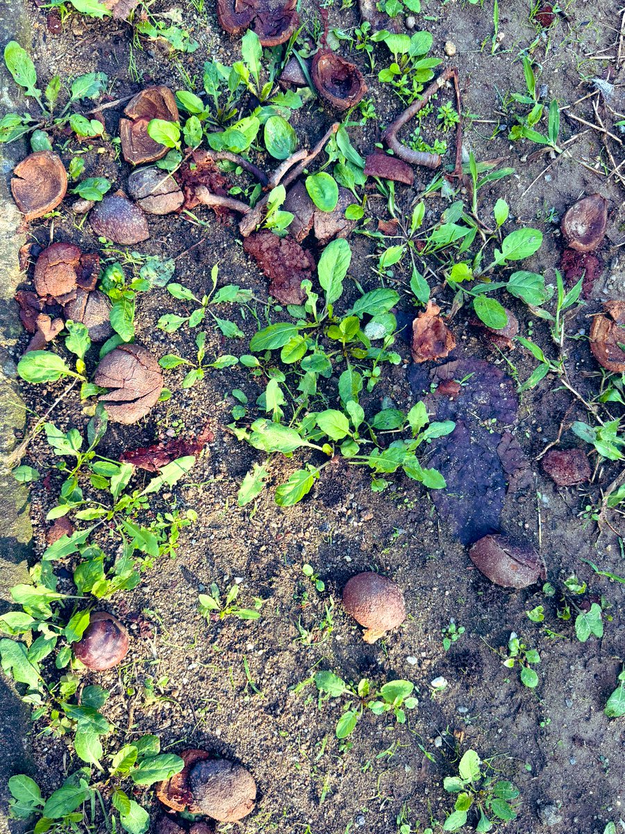 어김없는 가을임을 실감하는 건, 플라타너스잎이 만들어내는 빛과 그림자, 껍질이 벌어져 떨어진 마로니에 열매.