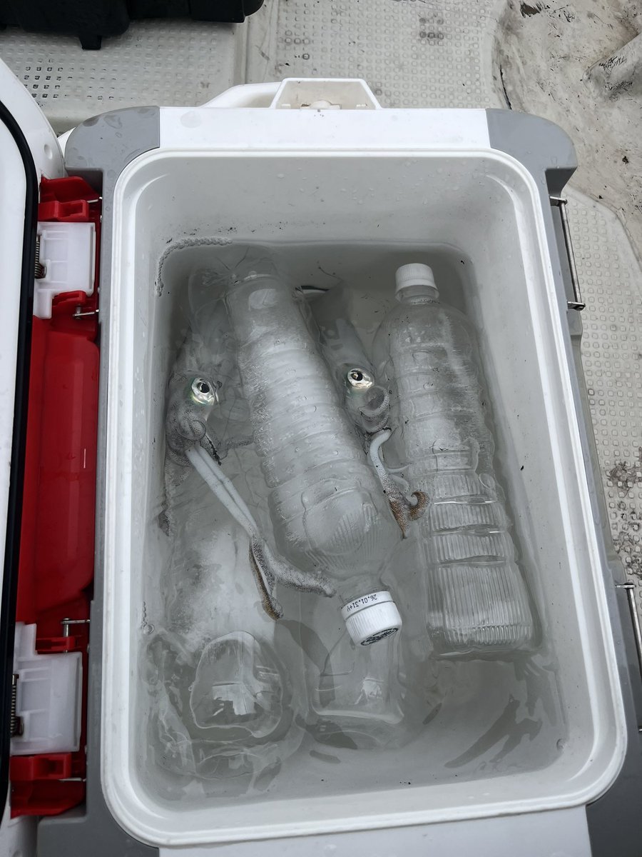 今日もイカの気持ちがわからん🥴