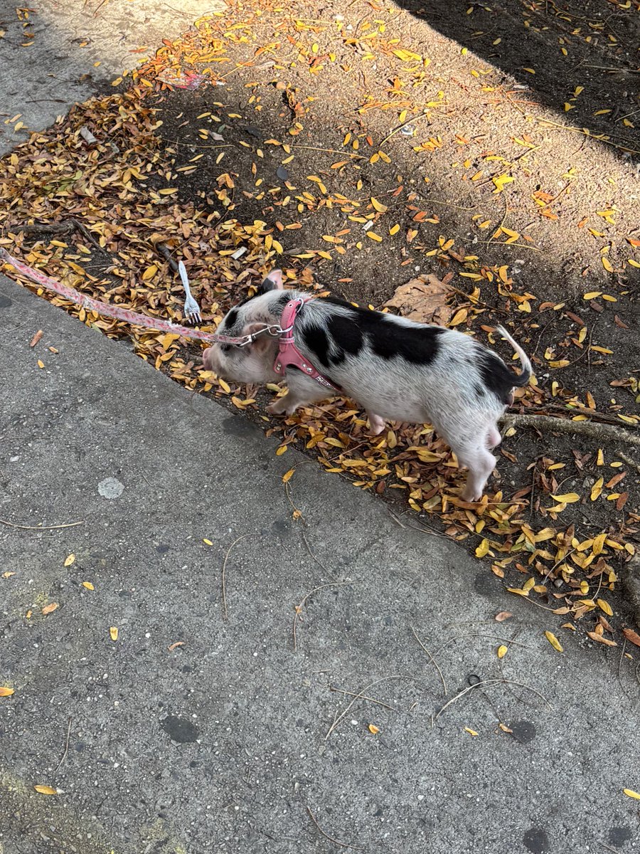 Foster 🔜 LVFC, FWA tweet media