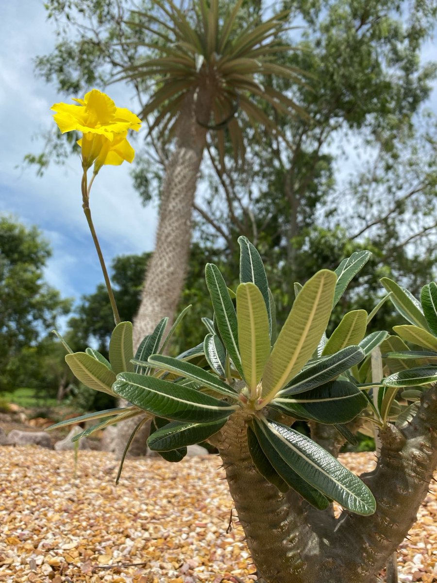 mitzyelliott's tweet image. #dailytree 
#Darwin #NorthernTerritory 🇦🇺