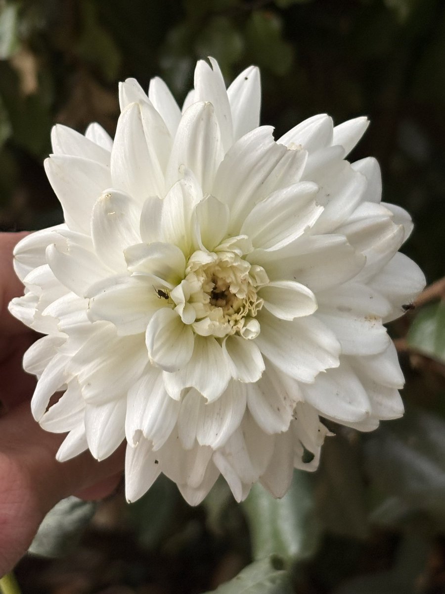 Seahiggins tweet media