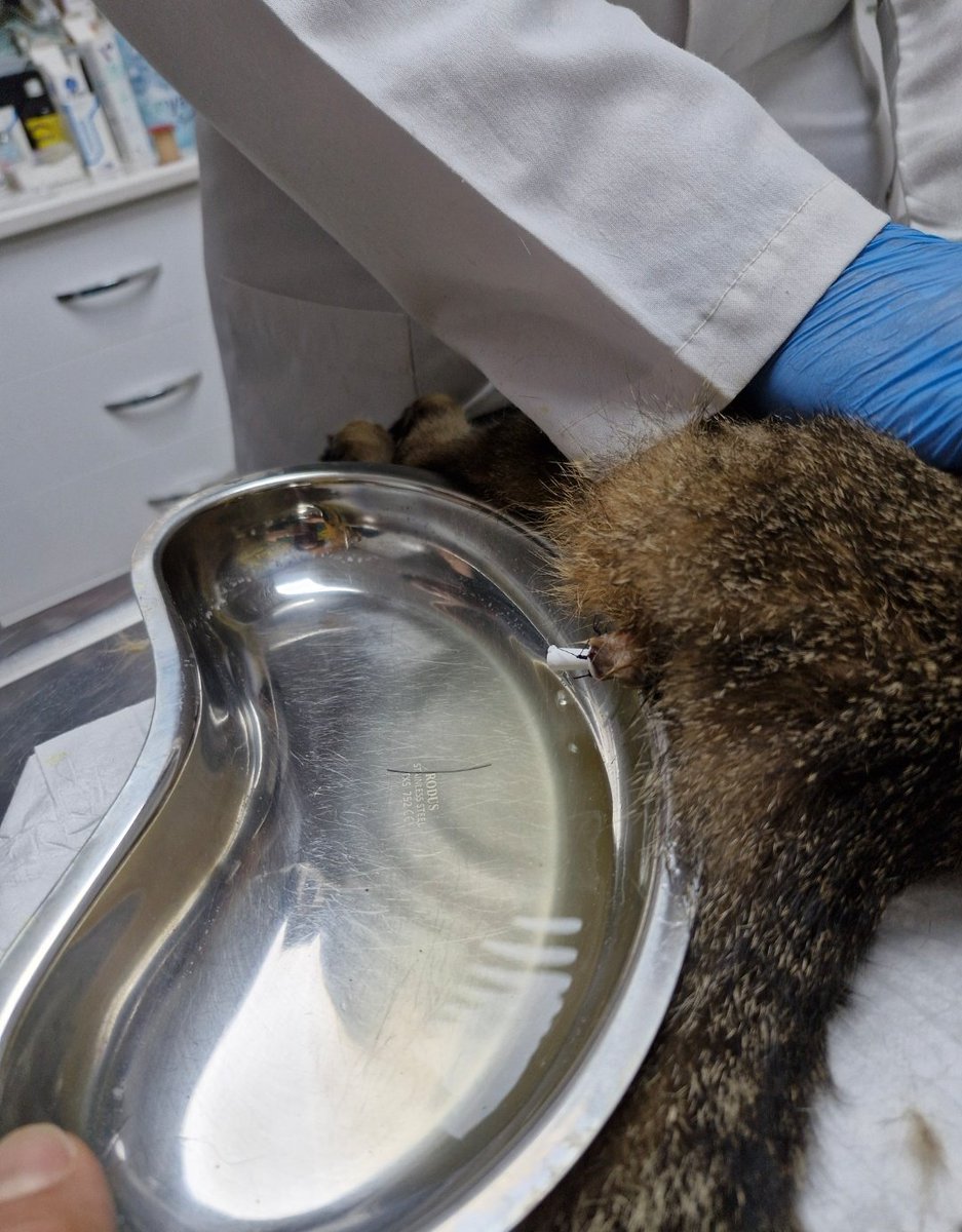 Antalya 
Sokakta baktığım kedilerden biri Şero idrarını yapamıyordu idrar yolları tıkanmıştı. Sonda takıldı 15 gün klinikte tedavi gördü 
Tedavi masrafları 15000 tl tuttu . Başka bir hastaneye olan 23000 tl yi bile ödeyemeden üzerine bu eklendi