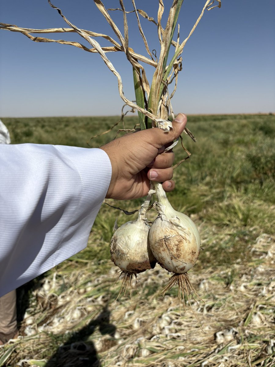 Nabt_app's tweet image. من مزارعنا في الجوف
تفقد فريق نبت إنتاج البصل الأحمر والأبيض 🧅، ضمن التعاقد الزراعي مع المزارعين المحليين لتلبيه احتياجات السوق السعودي بمنتجات طازجة وعالية الجودة.

استثمارنا في الزراعة المحلية هو استثمار في استدامة غذائنا وأمننا الغذائي 🇸🇦🌱

#نبت #الجوف #الأمن_الغذائي