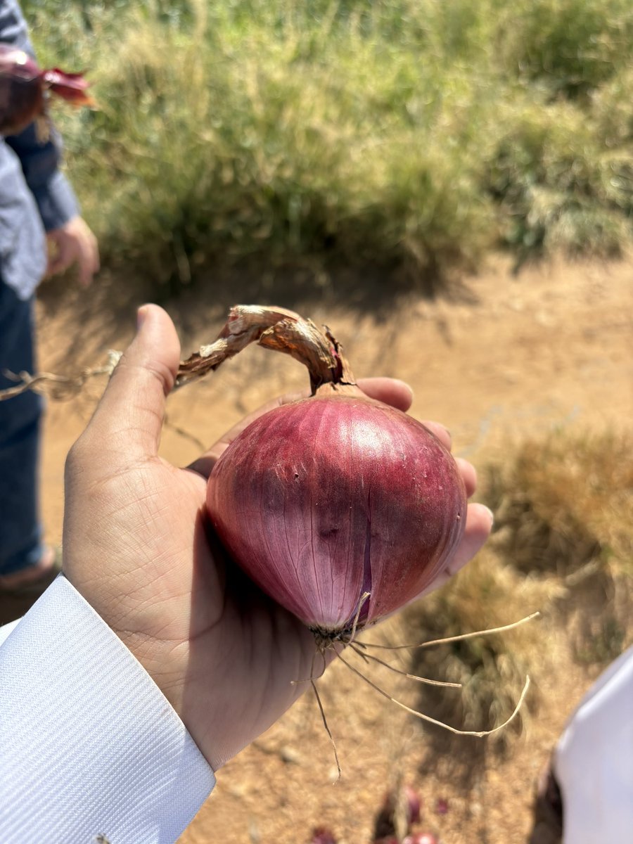 Nabt_app's tweet image. من مزارعنا في الجوف
تفقد فريق نبت إنتاج البصل الأحمر والأبيض 🧅، ضمن التعاقد الزراعي مع المزارعين المحليين لتلبيه احتياجات السوق السعودي بمنتجات طازجة وعالية الجودة.

استثمارنا في الزراعة المحلية هو استثمار في استدامة غذائنا وأمننا الغذائي 🇸🇦🌱

#نبت #الجوف #الأمن_الغذائي