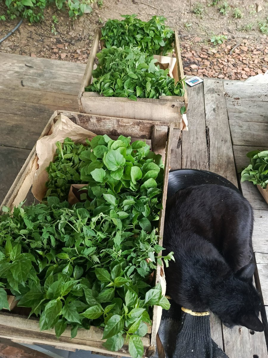 1000 Plántulas listas para la Siembra!! 😌