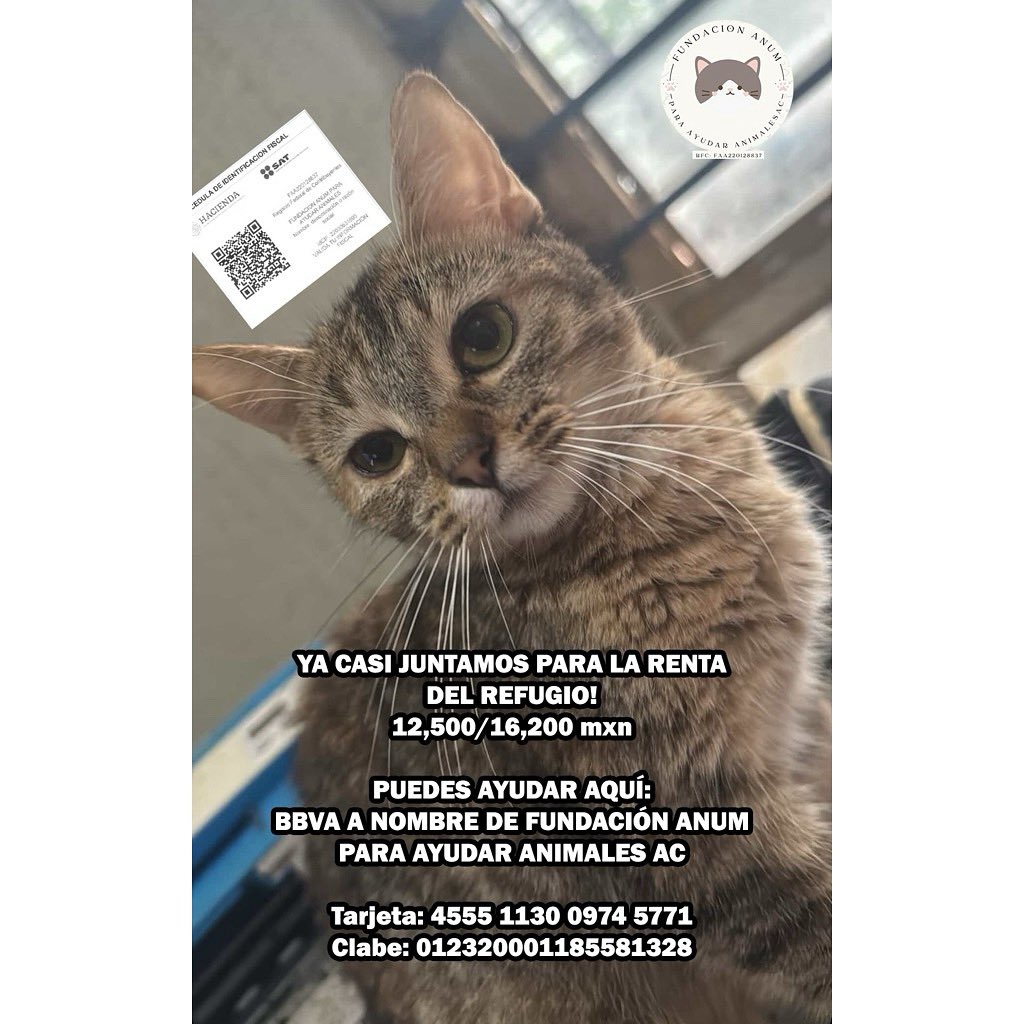 Ya casi juntamos para la renta del mes! 

Puedes apoyar a esta Asociación civil LEGALMENTE REGISTRADA ante el SAT y notario público aquí:

BBVA A NOMBRE DE FUNDACIÓN ANUM PARA AYUDAR ANIMALES AC

Tarjeta: 4555 1130 0974 5771
Clabe: 012320001185581328

Me ayudan con un RT?