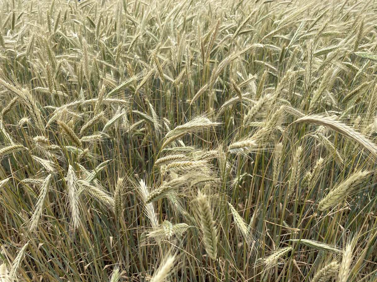 Reports of Hessian flies causing lodging in cereals have surfaced this season. Producers are encouraged to forward Hessian fly pupae to the Crop Protection Lab – submission is free of charge.