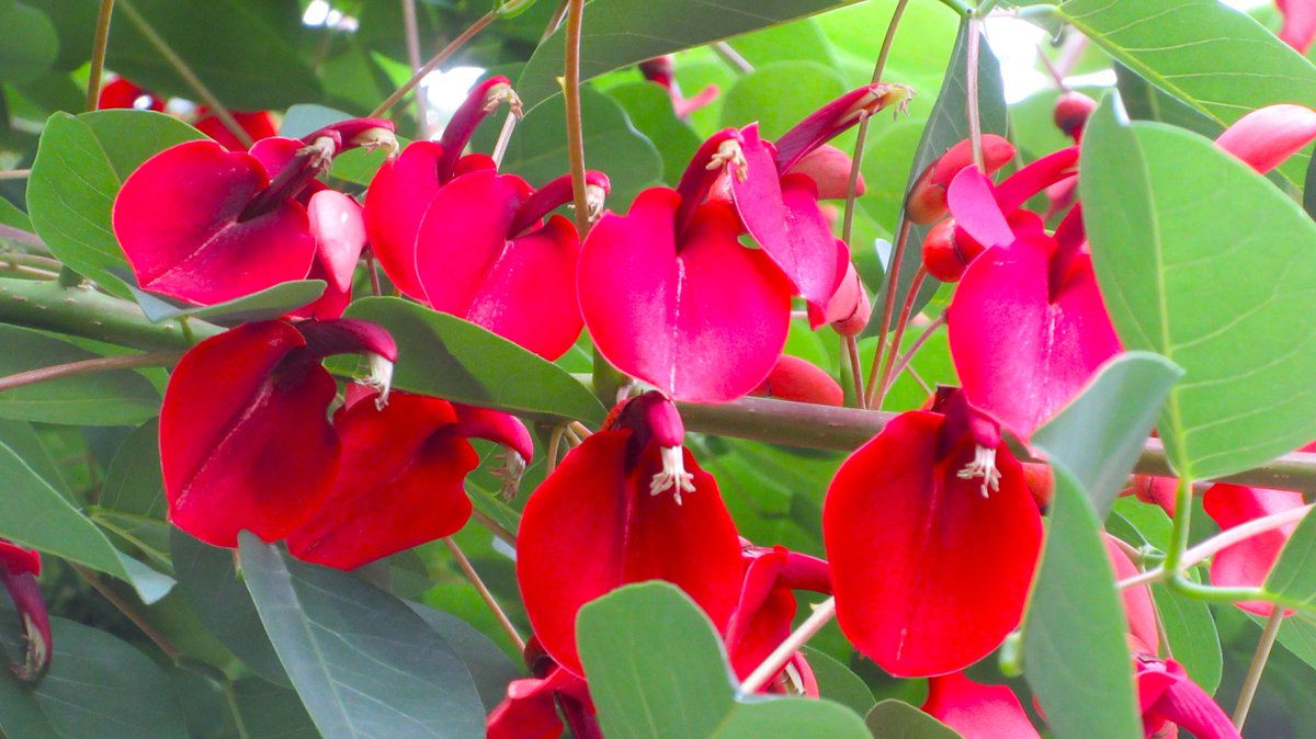 矮性アカンサス 2022 Suzuki Hayabusa vs Kawasaki Ninja ZX-14R ┃Hyperbike Spec