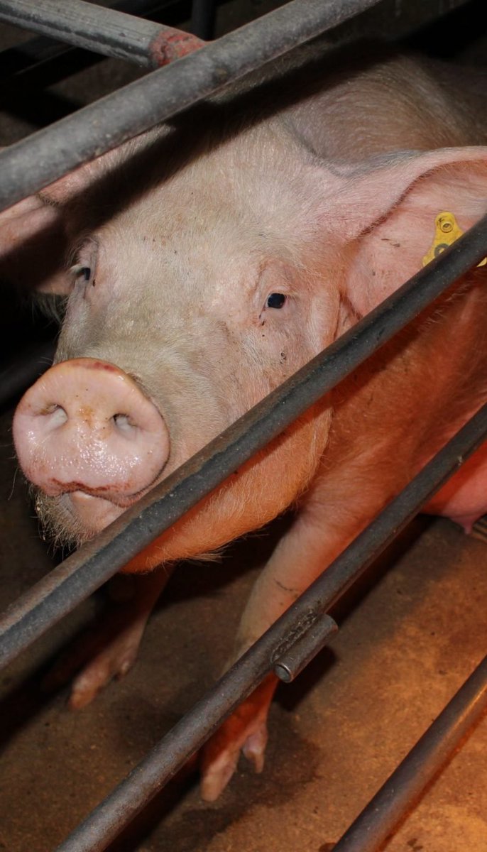 Vegan, because her body does NOT belong to me!
❌ 🥓