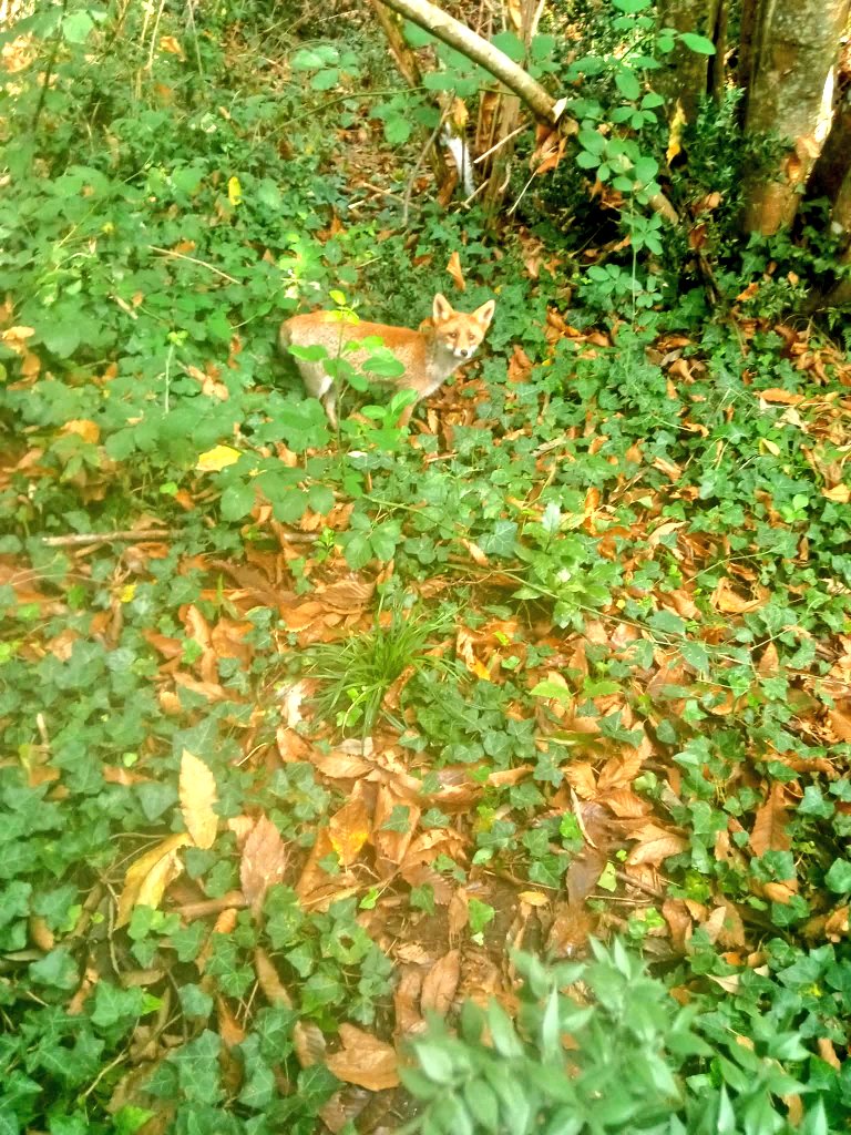 #FoxOfTheDay 🤣🤣🤣
Hi sweetie ❤️