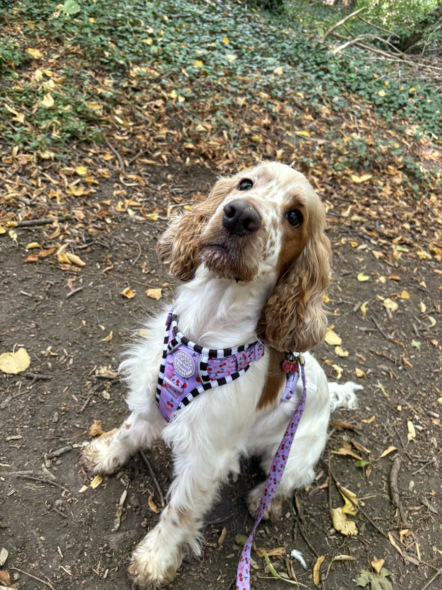 ercband's tweet photo. @LewisHamilton Lola sends her love to Roscoe for a speedy record! ❤️ https://t.co/cSQgM4gwoY