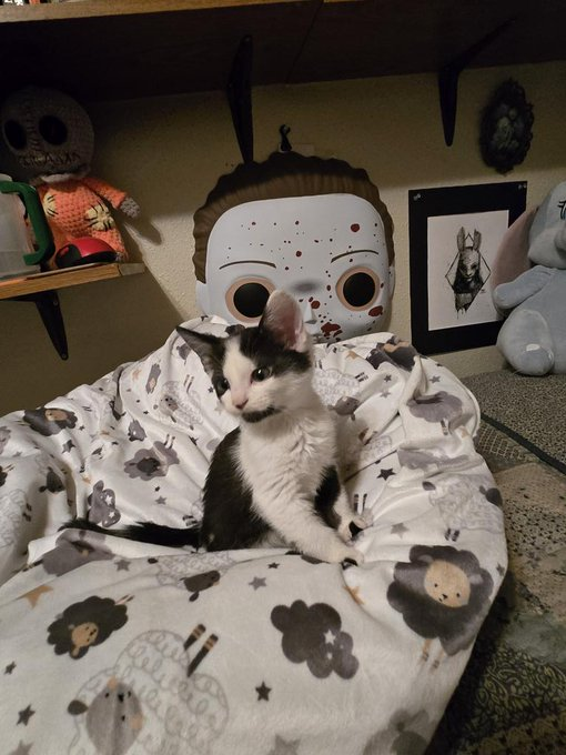 𝕮𝖗𝖎𝖒𝖘𝖔𝖓 𝕽𝖊𝖆𝖕𝖊𝖗 💀 tweet media