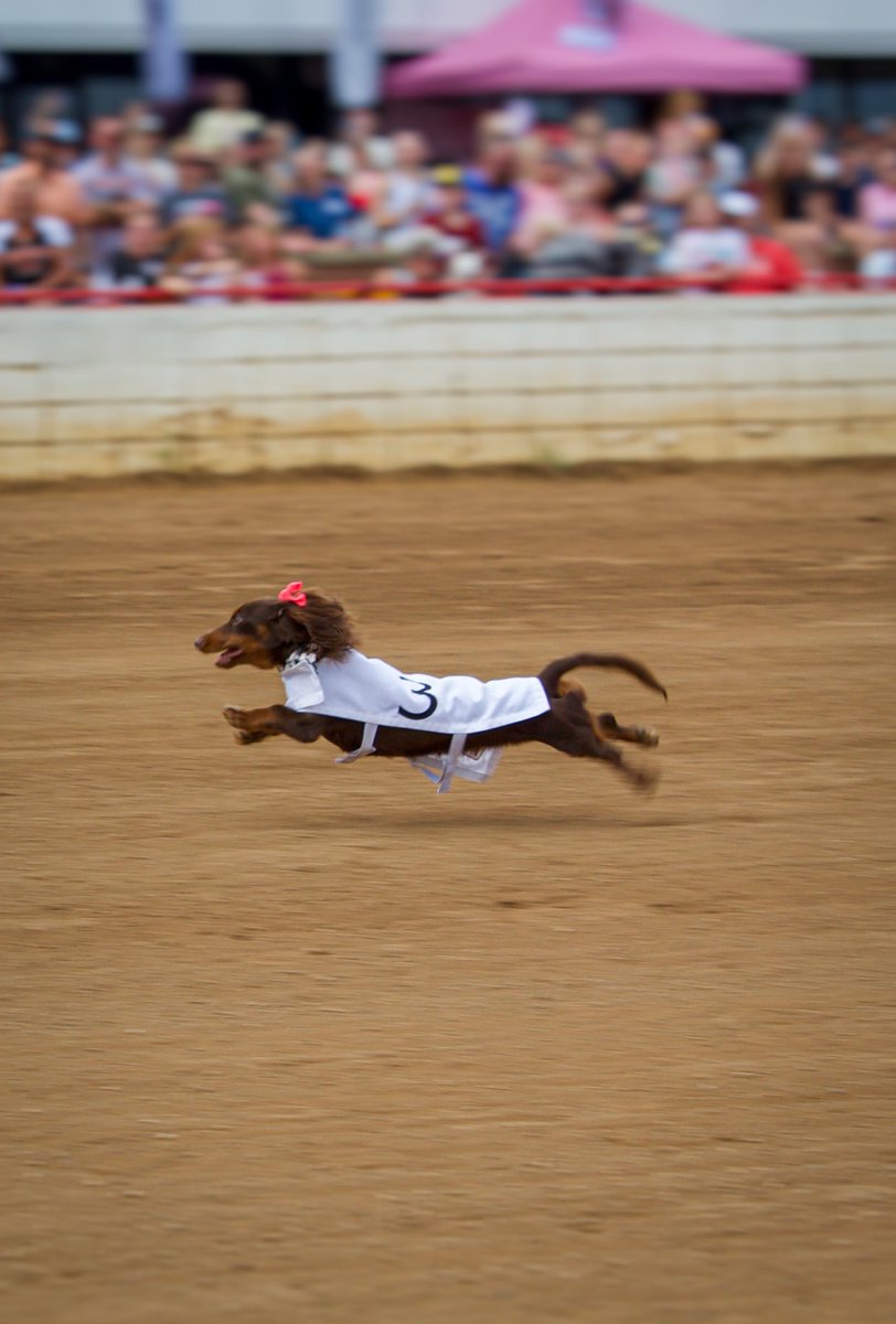 🐾 Thank you to everyone who came out to our 7th Annual Wiener Dog Race! Huge congratulations to Team Rolly for securing their 3rd championship in a row! 🏆🌭

#threepeat #redmileky #Lexington