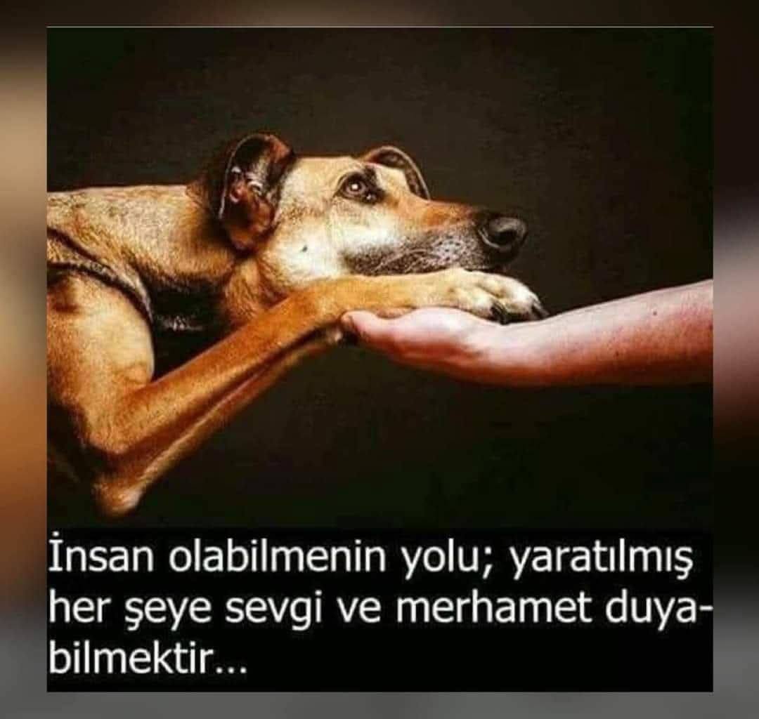 Savaş0606 (@sava060612) on Twitter photo 