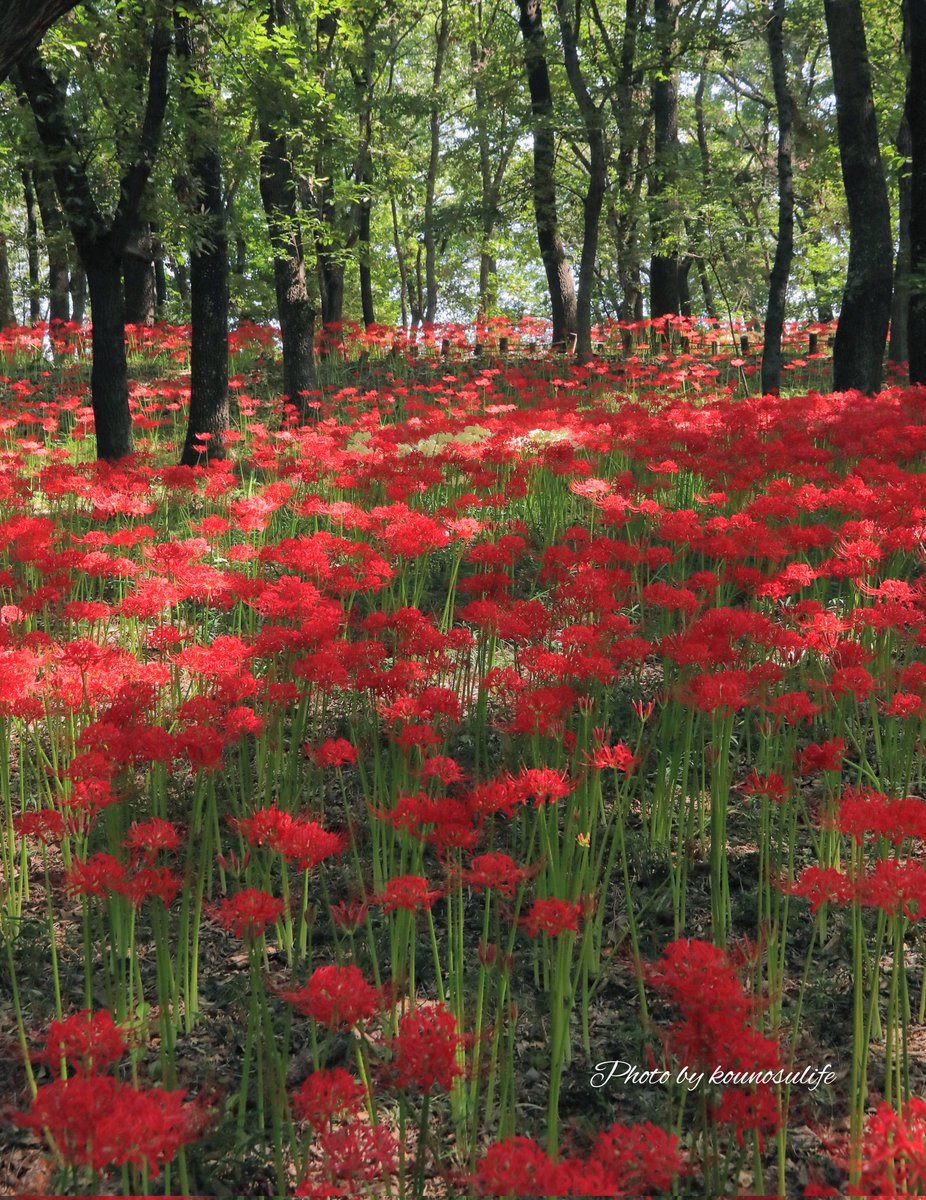 境御嶽山自然の森公園の彼岸花が見頃でした☺️
【2025.9.26撮影】
#境御嶽山自然の森公園 
#伊勢崎市 #彼岸花
