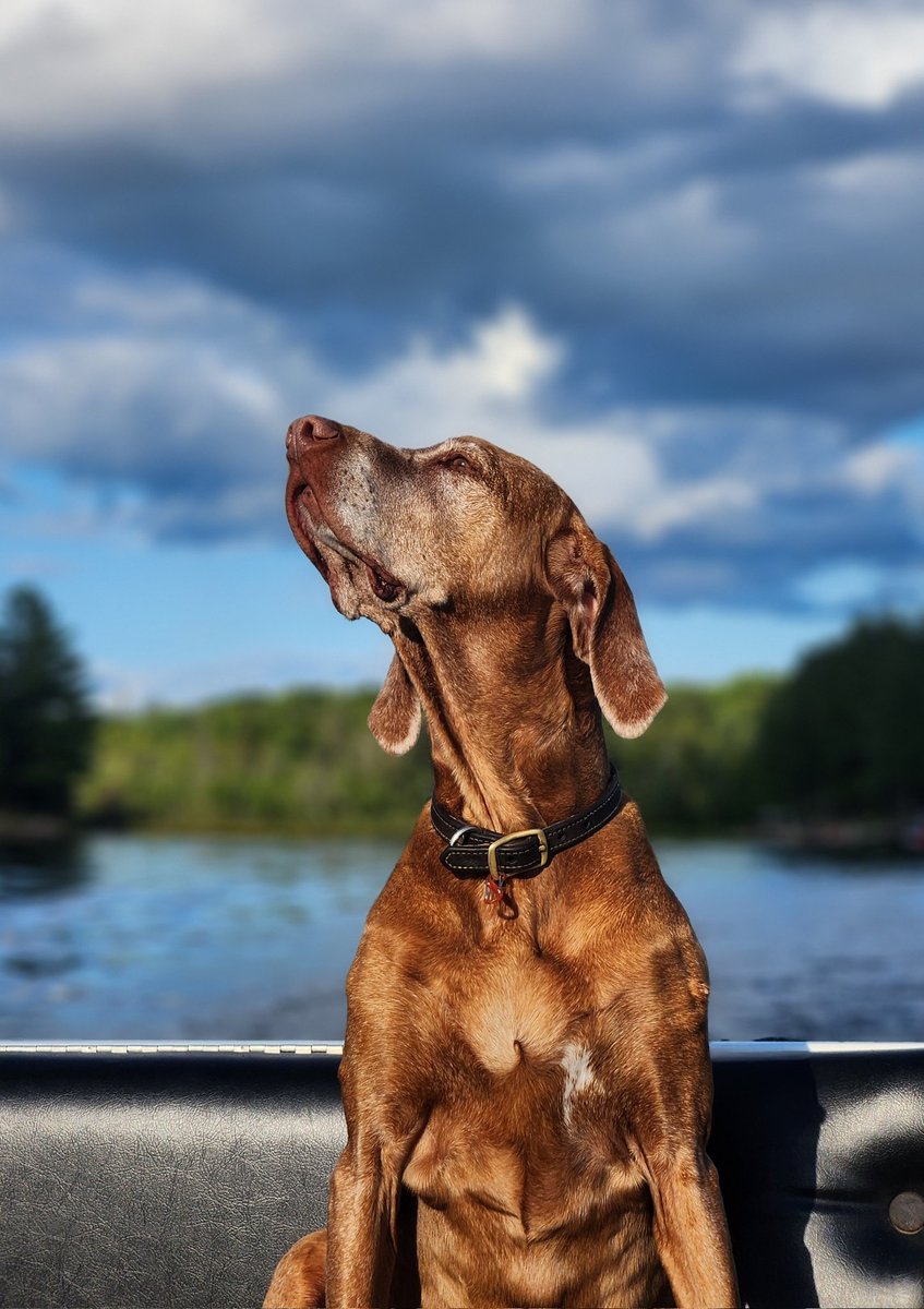 Kanethedane10's tweet image. Fly high, my boy. 💔
🌈Brudder Chester went over the rainbow bridge today.🌈 We will miss you forever. #dogs #dogsoftwitter #dogsofx #rip #otrb
