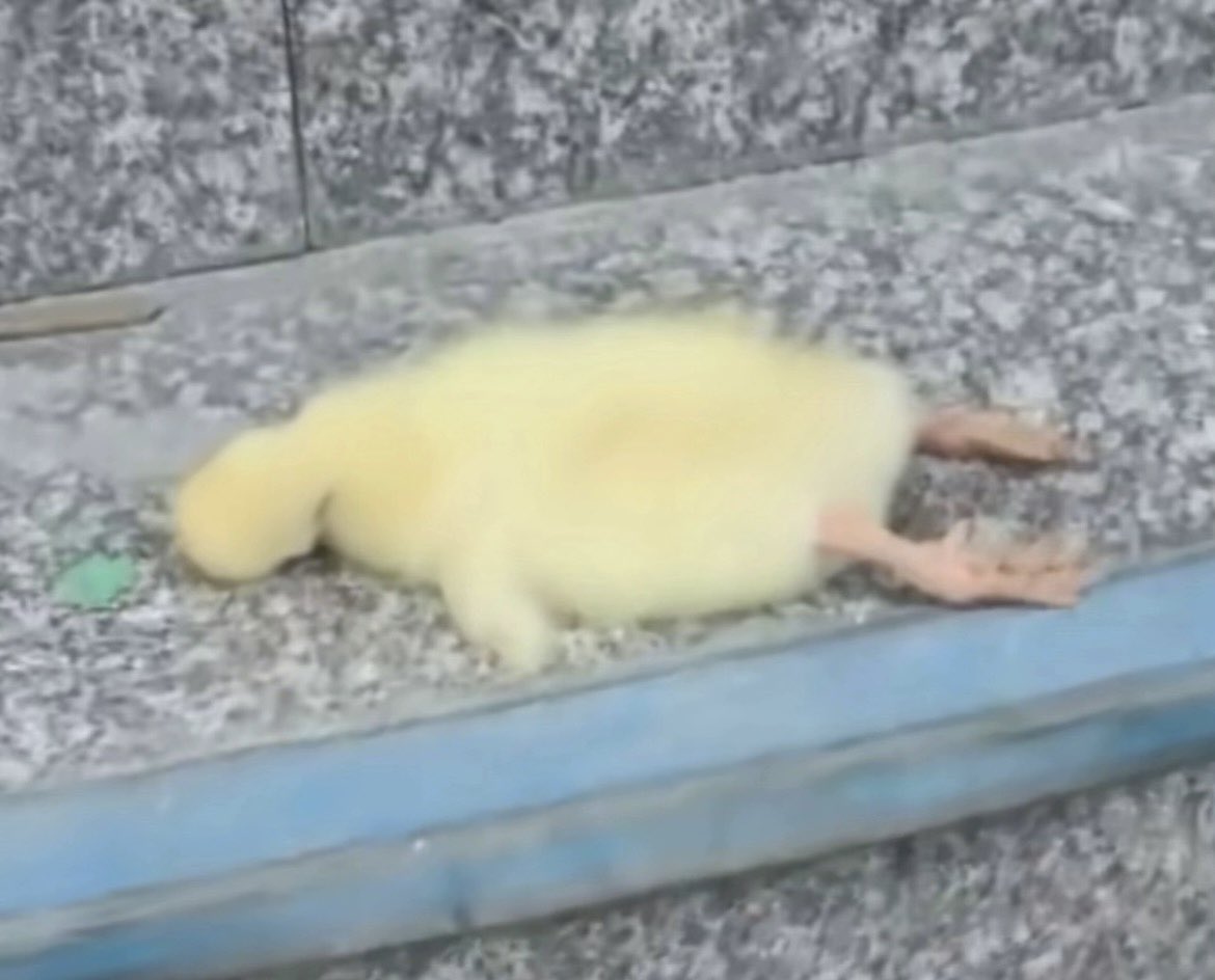 berrietea's tweet photo. me when stardew valley withdrawals https://t.co/c6GRXFOF2B