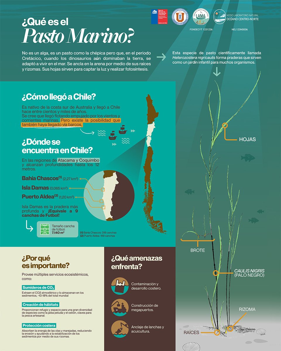 🔎 ¿Conoces el #PastoMarino y su importancia para el ambiente marino y para las personas? 🧐
📌 Revisa la siguiente infografía y conoce todas las curiosidades sobre esta vegetación marina 🌱
