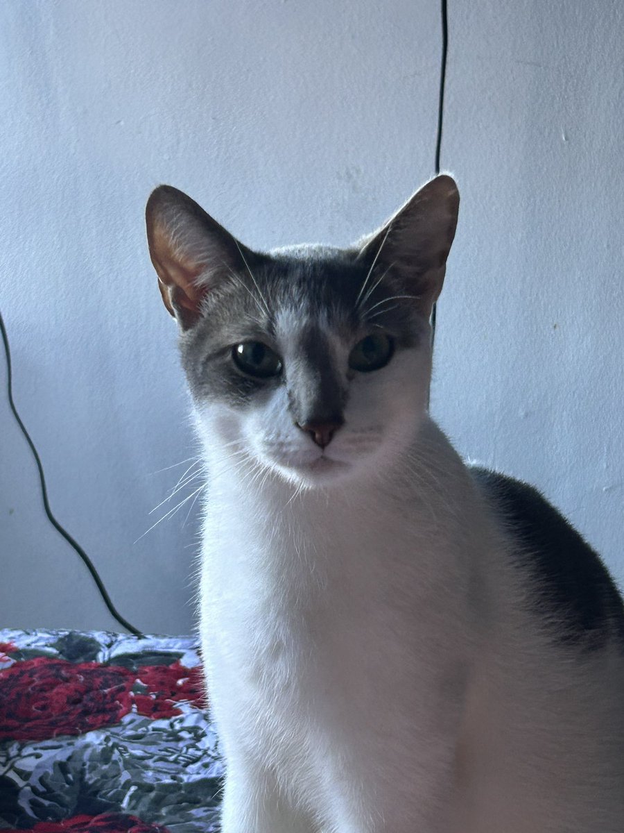 ｡☆✼★｡ — ꜱɪʀᴇɴᴀ  tweet media