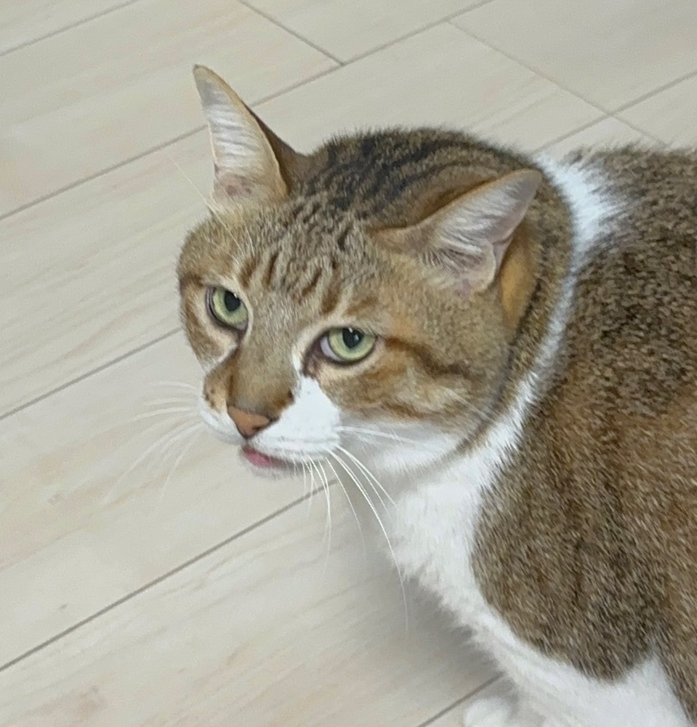 関西の猫好きさん専用 関西の猫好きさん専用 猫好きさんか確かめたい - Search / X